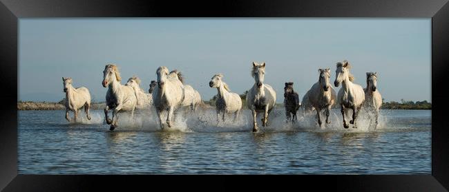 White Horses of Camargue Framed Print by Janette Hill