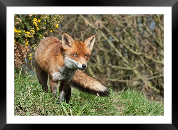 Red Fox Framed Mounted Print by Janette Hill