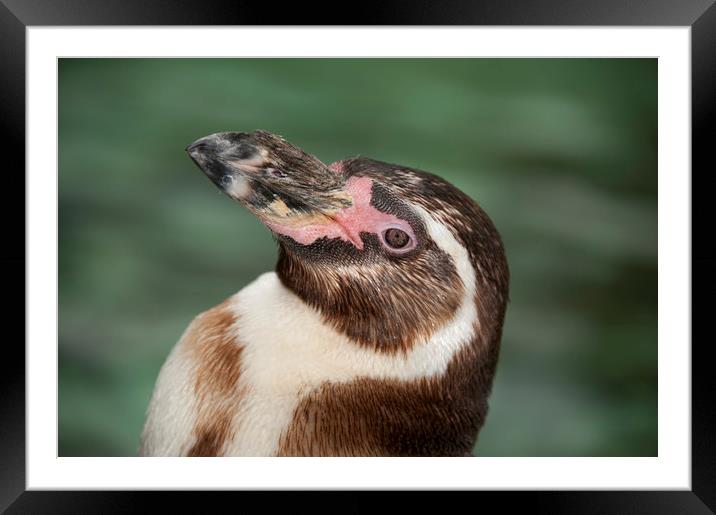 Humboldt Penguin Framed Mounted Print by Janette Hill