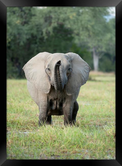 Elephant Head On Framed Print by Janette Hill