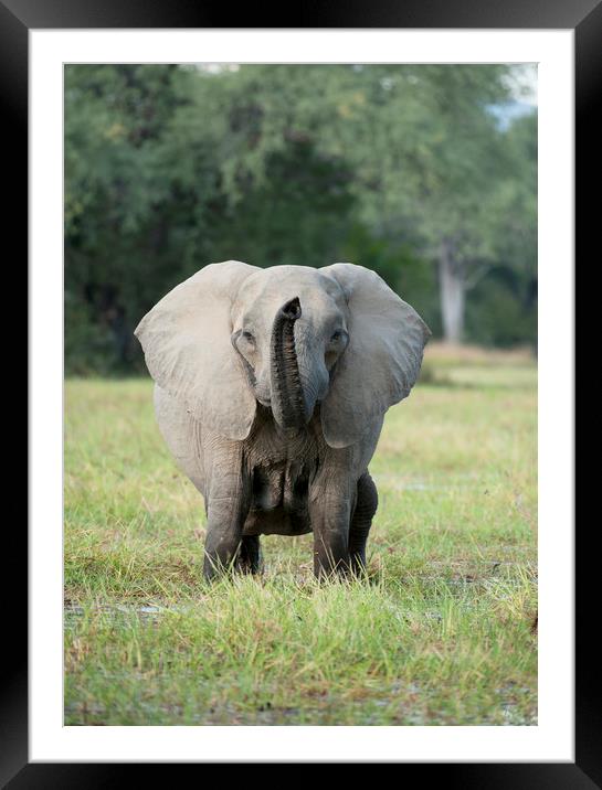 Elephant Head On Framed Mounted Print by Janette Hill