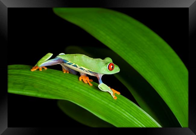 Red Eyed Tree Frog on Green Framed Print by Janette Hill