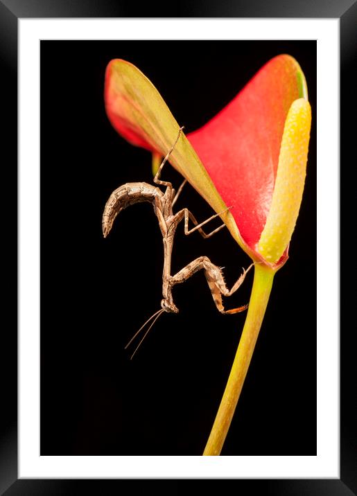 Bud Winged Mantis Framed Mounted Print by Janette Hill