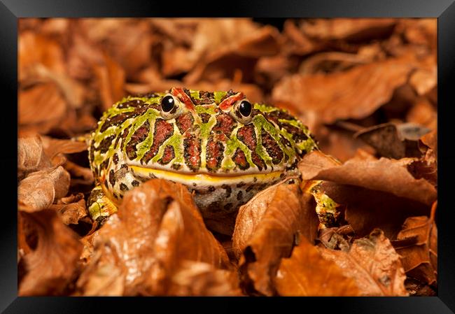 Argentinian Horned Frog in leaves Framed Print by Janette Hill