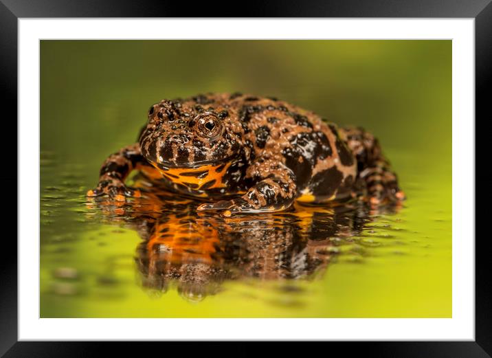 Brown Firebelly Toad  Framed Mounted Print by Janette Hill