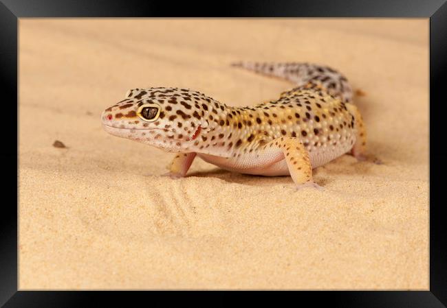Leopard Gecko Framed Print by Janette Hill