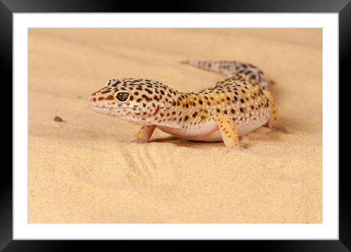 Leopard Gecko Framed Mounted Print by Janette Hill