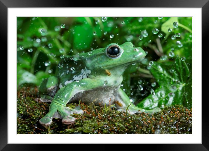 Frog in the Rain  Framed Mounted Print by Janette Hill
