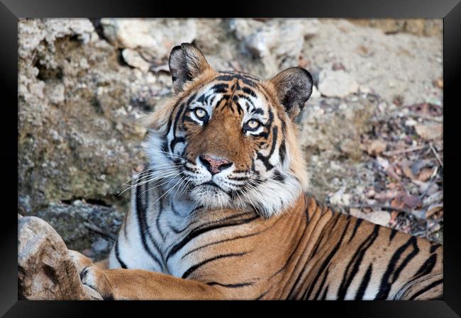 T24, Male Tiger, Ranthambhore, India Framed Print by Janette Hill