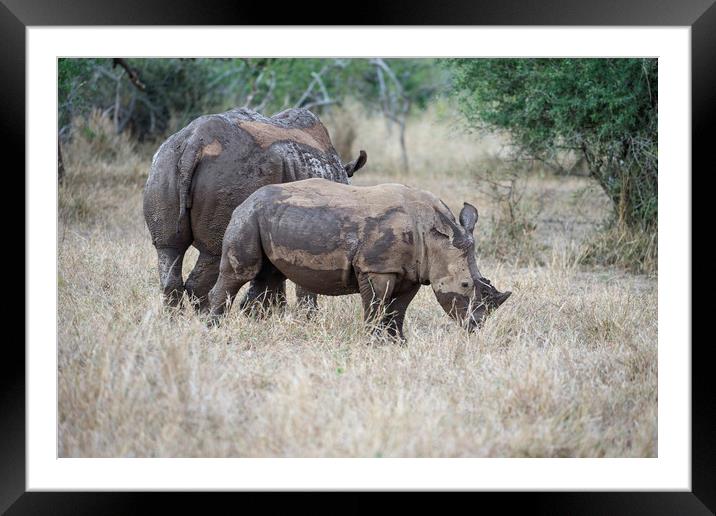 White Rhino, Endangered Framed Mounted Print by Janette Hill