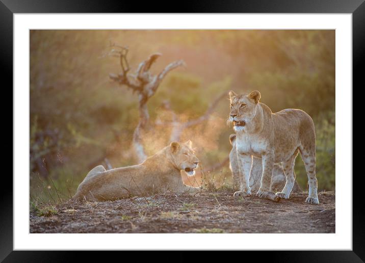 Morning Breath Framed Mounted Print by Janette Hill