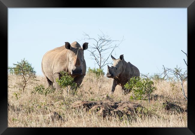 White Rhino Mother and Calf Framed Print by Janette Hill