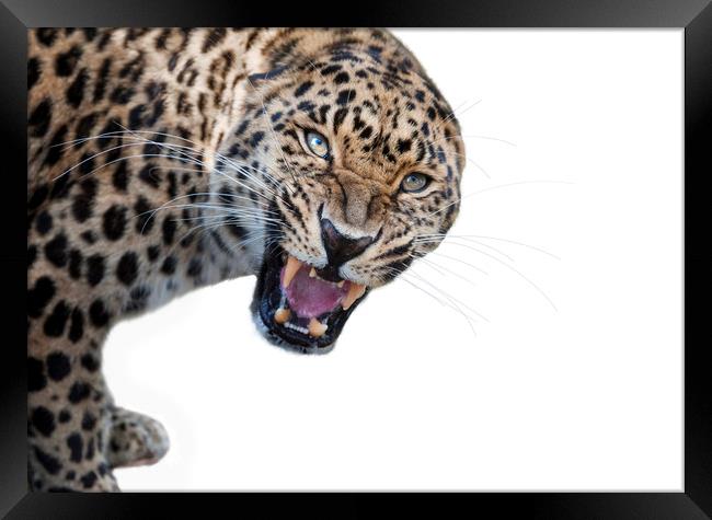 Angry Leopard Framed Print by Janette Hill