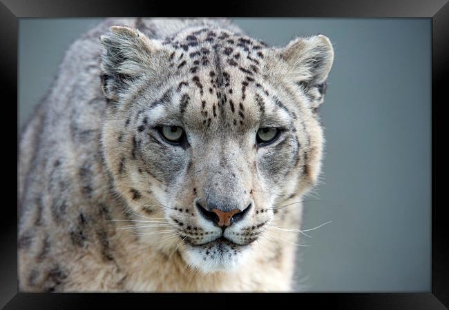 Snow Leopard Framed Print by Janette Hill