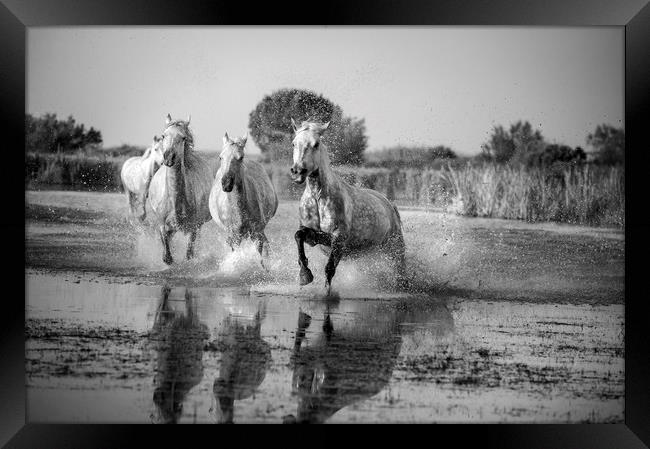 Camargue White Horses in Mono Framed Print by Janette Hill