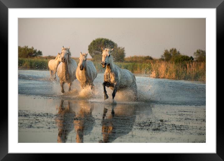 Camargue White Horses  Framed Mounted Print by Janette Hill