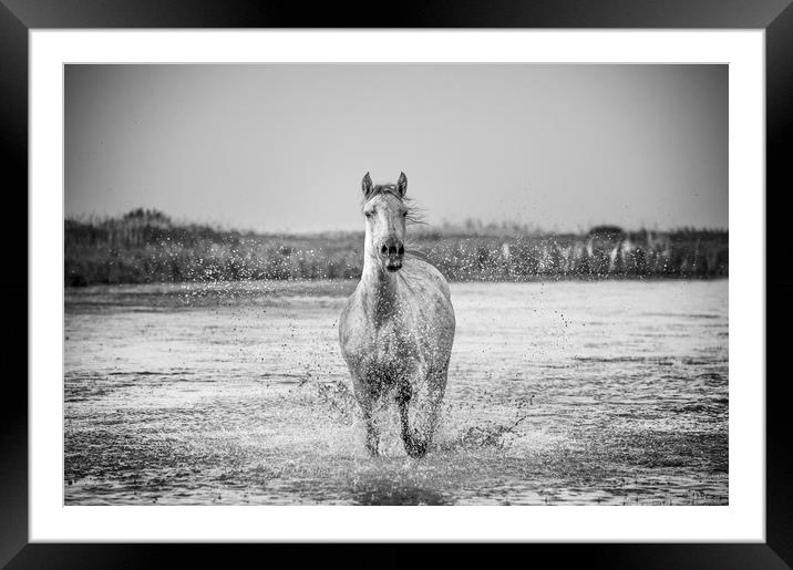 Lone White Horse in mono Framed Mounted Print by Janette Hill