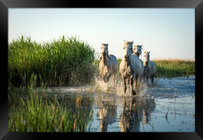 White Horses in the Camargue Framed Print by Janette Hill