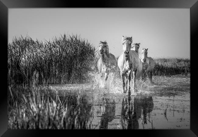 White Horses in the Camargue in mono Framed Print by Janette Hill