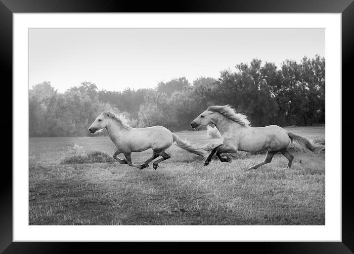 Stallion run in mono Framed Mounted Print by Janette Hill