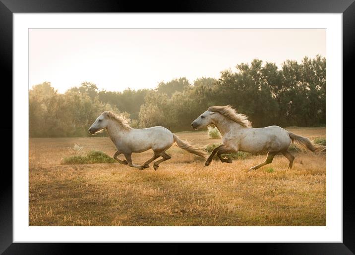 Stallion run  Framed Mounted Print by Janette Hill