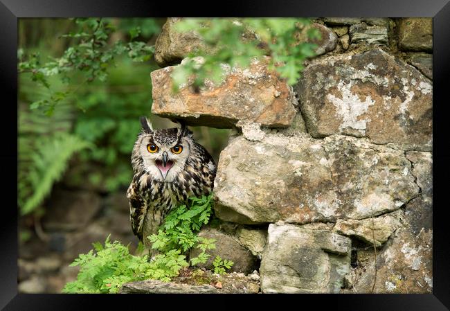 Bengal Eagle Owl Framed Print by Janette Hill