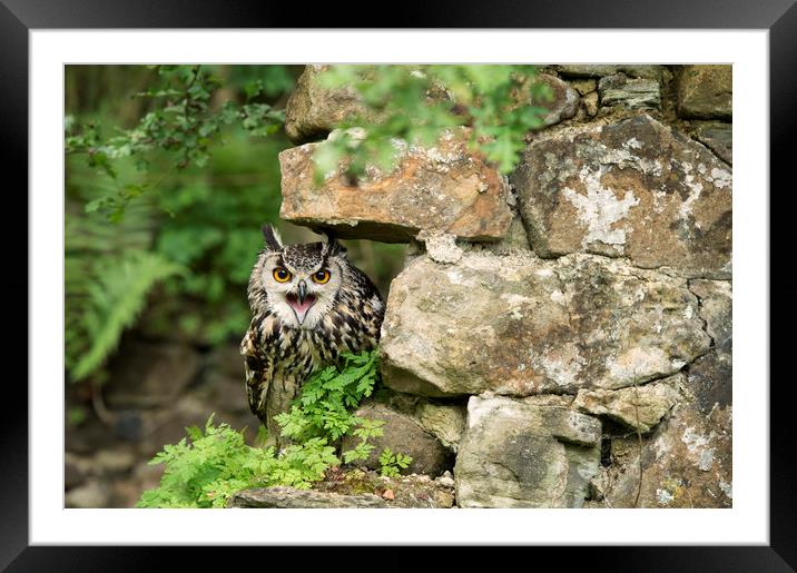 Bengal Eagle Owl Framed Mounted Print by Janette Hill