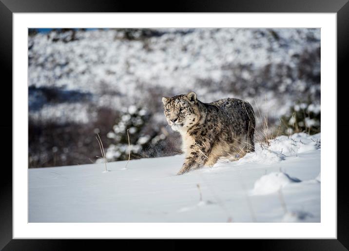 Snow Leopard Framed Mounted Print by Janette Hill
