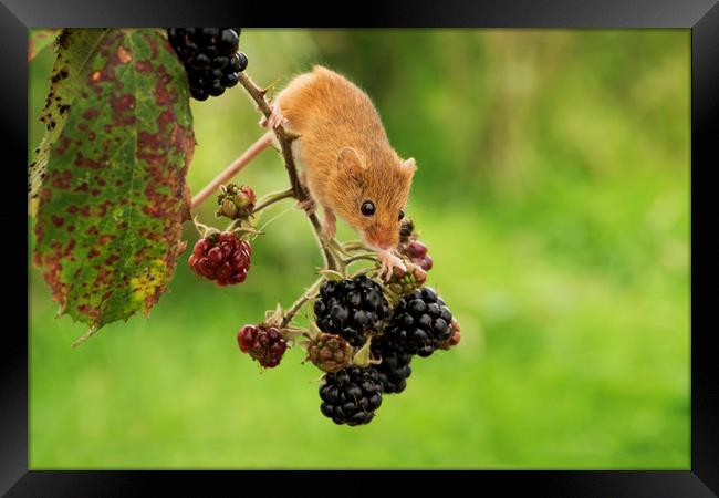 Harvest Mouse and Berries Framed Print by Janette Hill