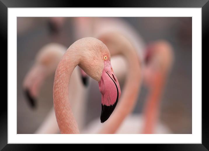 Pretty in Pink  Framed Mounted Print by Janette Hill