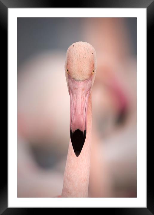 Pink Flamingo Portrait Framed Mounted Print by Janette Hill