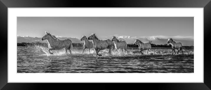 Sea Horses panorama mono Framed Mounted Print by Janette Hill