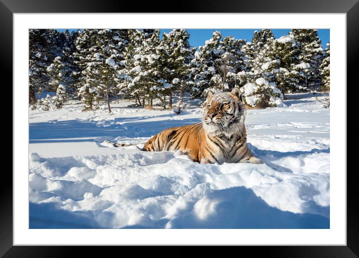 Siberian Tiger in snow Framed Mounted Print by Janette Hill