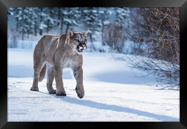 Puma Prowl Framed Print by Janette Hill