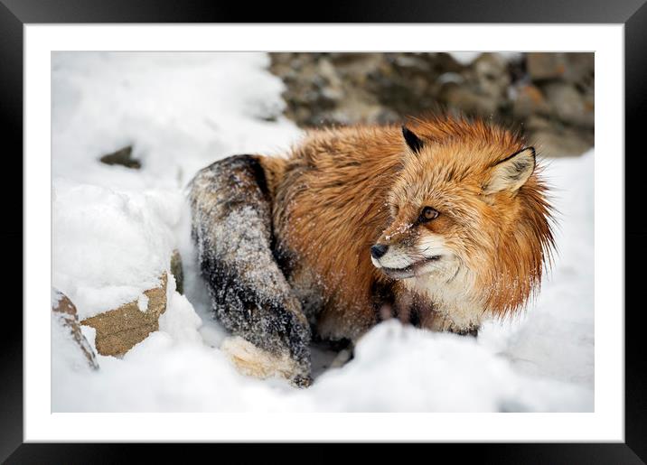 Foxy in the snow Framed Mounted Print by Janette Hill