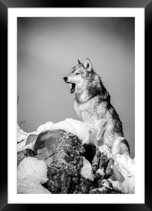 Wolf  in mono    Framed Mounted Print by Janette Hill