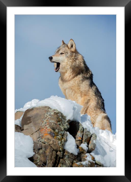 Wolf Portrait Framed Mounted Print by Janette Hill