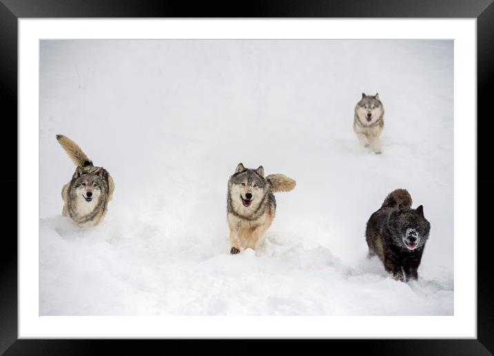 Wolf Pack Framed Mounted Print by Janette Hill