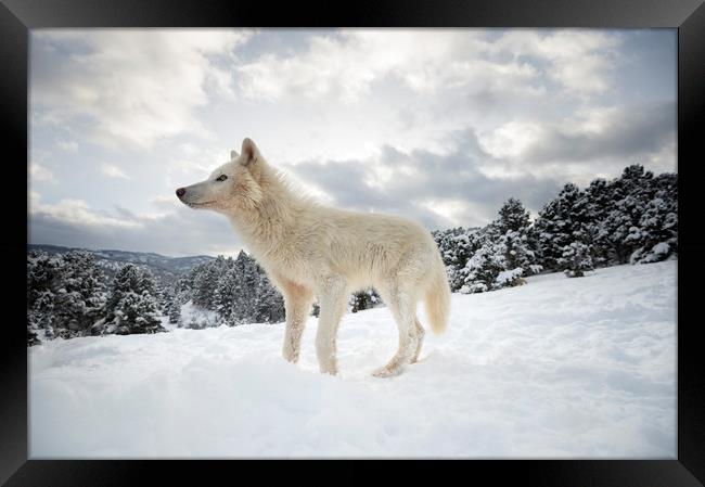 Arctic Wolf on the Hill Framed Print by Janette Hill