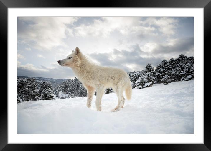 Arctic Wolf on the Hill Framed Mounted Print by Janette Hill