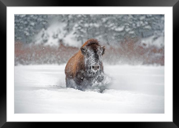 Bison in the snow Framed Mounted Print by Janette Hill
