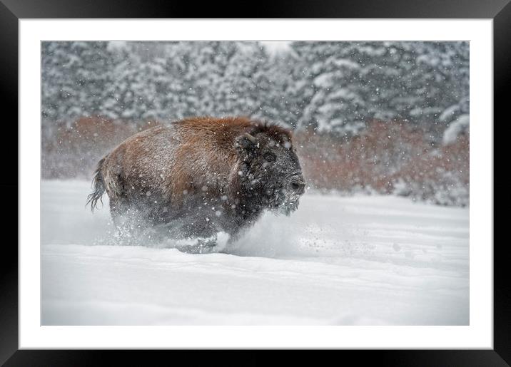 Bison Run Framed Mounted Print by Janette Hill