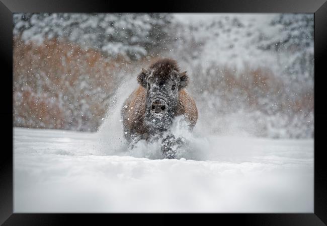 Bison running at you Framed Print by Janette Hill