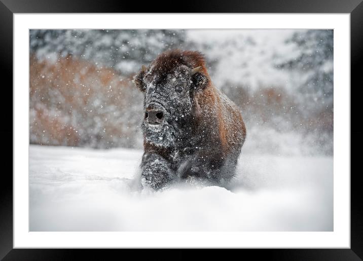 Bison Close Up Framed Mounted Print by Janette Hill