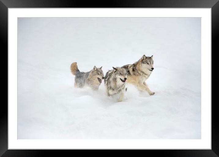 Grey Wolf Trio Framed Mounted Print by Janette Hill