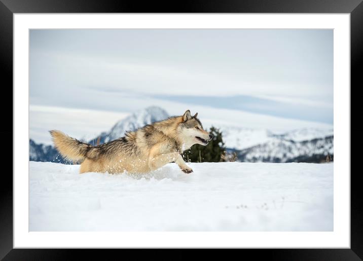 Wolf Freedom Framed Mounted Print by Janette Hill