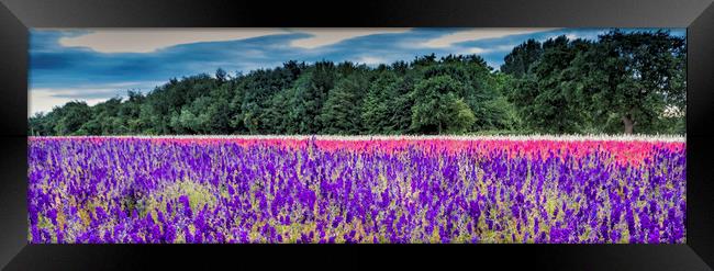 Delphinium Fields Framed Print by Janette Hill