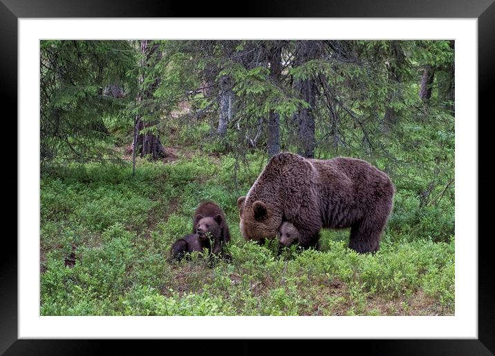Brown Bear Family, Finland Framed Mounted Print by Janette Hill