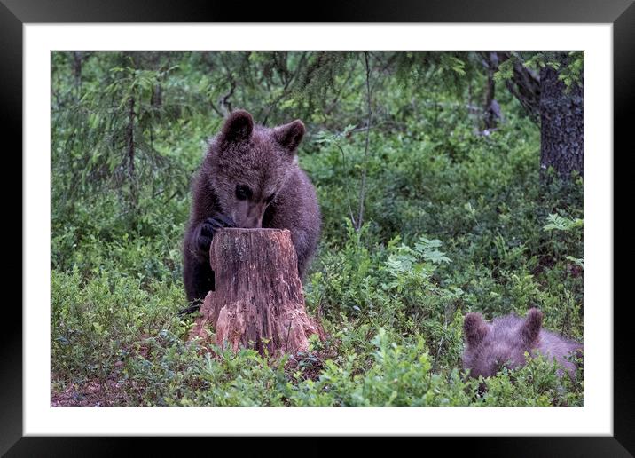 Cute Cubs Framed Mounted Print by Janette Hill