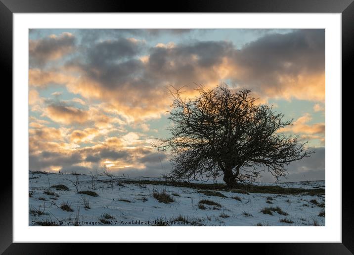 Lonely Tree sunrise in winter Framed Mounted Print by Wayne Lytton